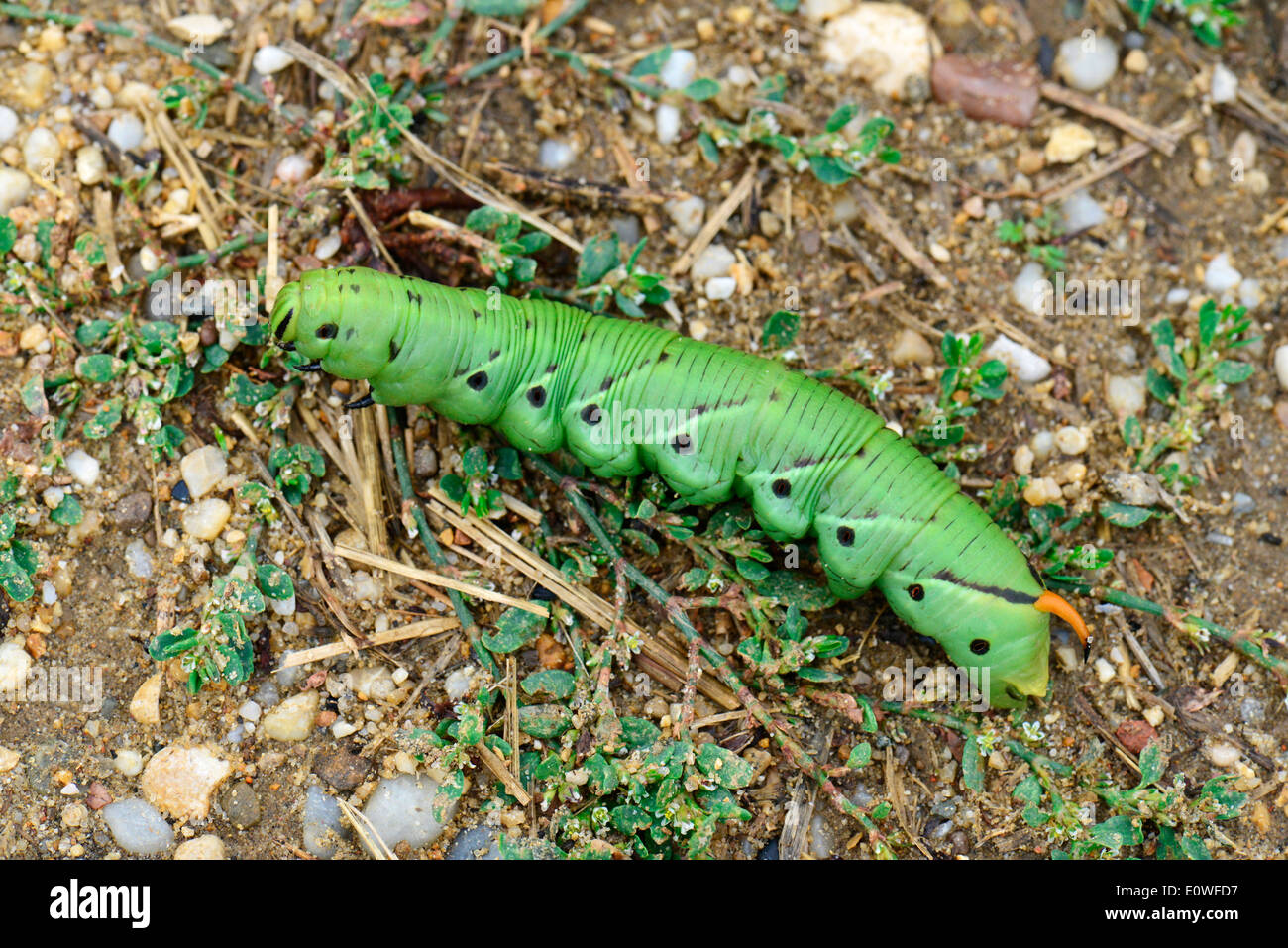 Convolvulus Hawkmoth (Agrius convolvuli). Caterpillar looking for a place to pupate. Germany Stock Photo