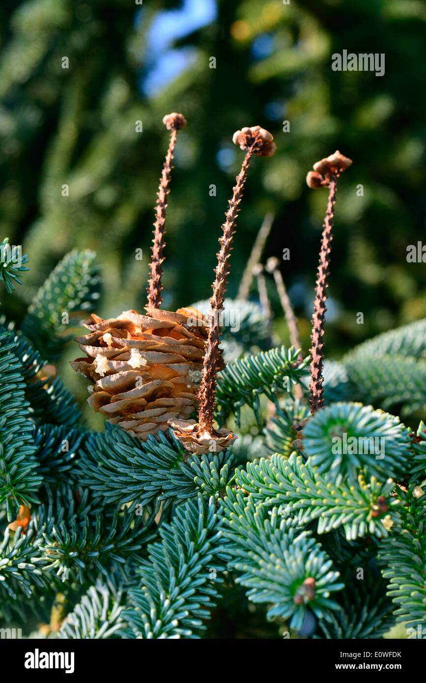 Spanish Fir (Abies pinsapo). Disintegrated cones on a twig. Spain Stock Photo
