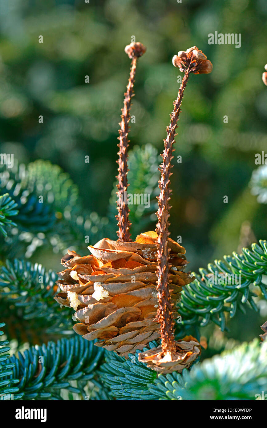 Spanish Fir (Abies pinsapo). Disintegrated cones on a twig. Spain Stock Photo