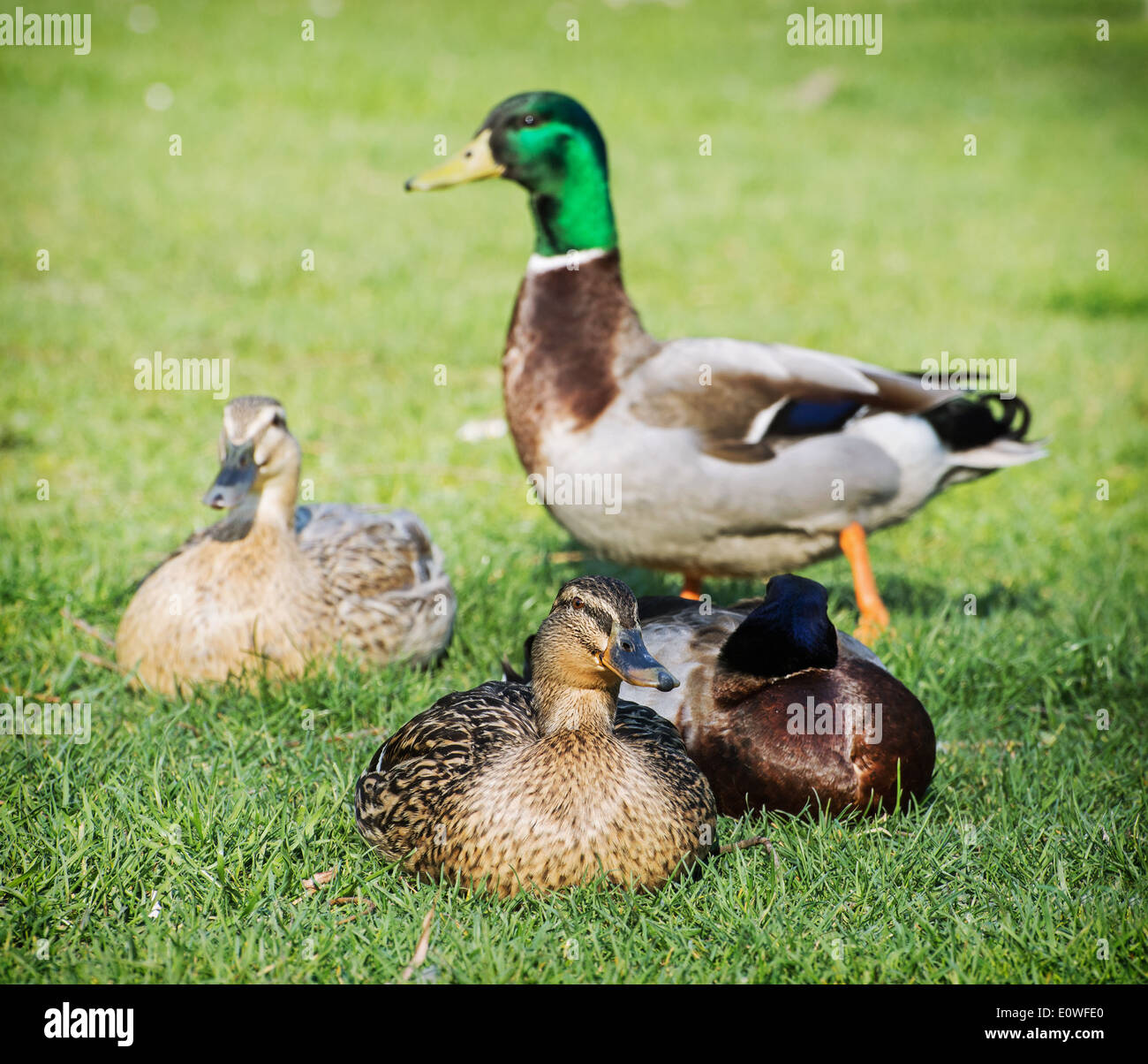 Group of mallard ducks basking on the green lawn. Stock Photo