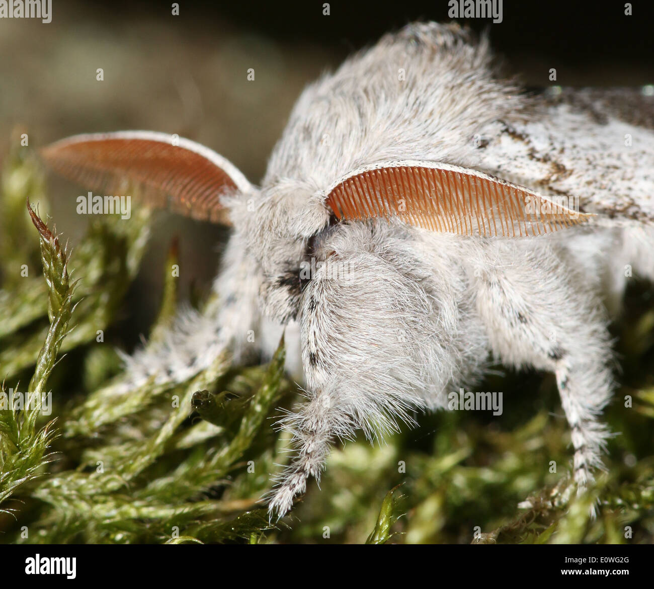 Male Pale Tussock moth (Calliteara pudibunda Stock Photo - Alamy
