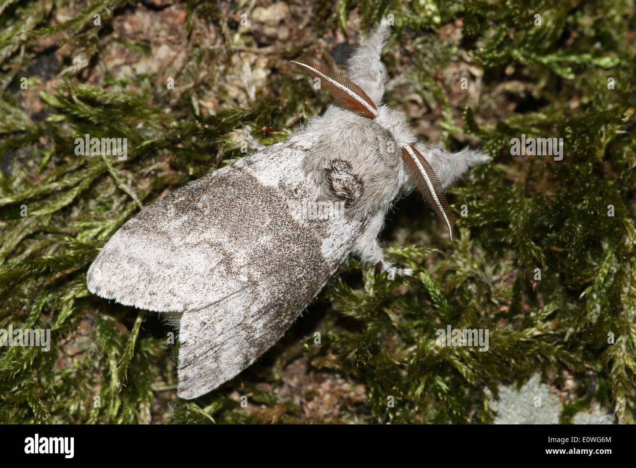 tussock-motten-hi-res-stock-photography-and-images-alamy