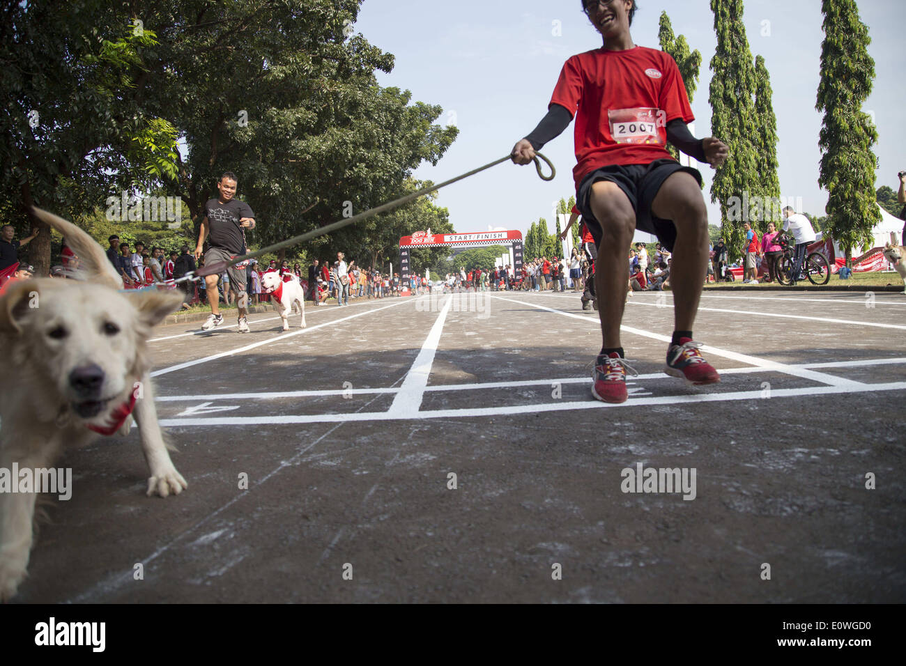 May 18, 2014 - Jakarta, Jakarta, Indonesia - Nestle Purina Petcare through it product Alpo held an event called ''Alpo Dog Run'' at Senayan Sport Centre-Jakarta. The Event is the first time held in Indonesia. Total 300 of dog owner join the event. (Credit Image: © Donal Husni/NurPhoto/ZUMAPRESS.com) Stock Photo