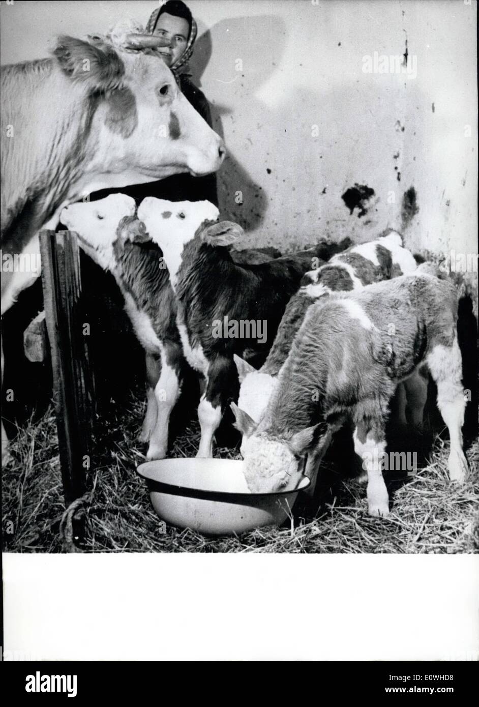Jan. 01, 1963 - On December 23rd, last year, a 6 years old cow named ''Szekfu'' and owned by the ''Lenin'' farmers cooperative in Szigetcsep/Danube Island Csepal / has born 4 heifers, each weighing about 22 kilograms. At the age of 3 weeks, they almost doubled their initial weight. They got the names Lili, Sari, Zsofi and Hetyke. Photo Shows: The cow ''Szakuf'' with her young ones. In the background their breeder and care-taker is seen. Stock Photo