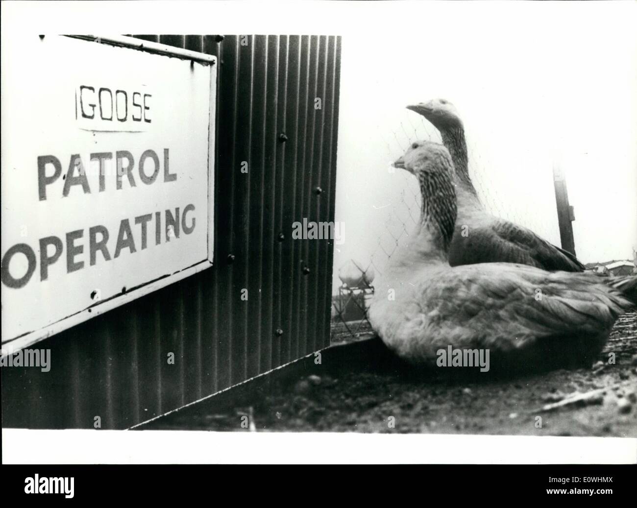 Jan. 01, 1963 - Operation Goose Patrol!!!: Thieves beware! Operation Goose Patrol has moved into the company site of C.A.G. Ltd, a haulage company in South London. The recent Act of parliament, outlawing guard dogs unless under the control of a qualified handler, has enabled the high flying geese to to get to grips with the job of making after the company premises. The geese are wild, noisy and can bite viciously if you get caught Stock Photo
