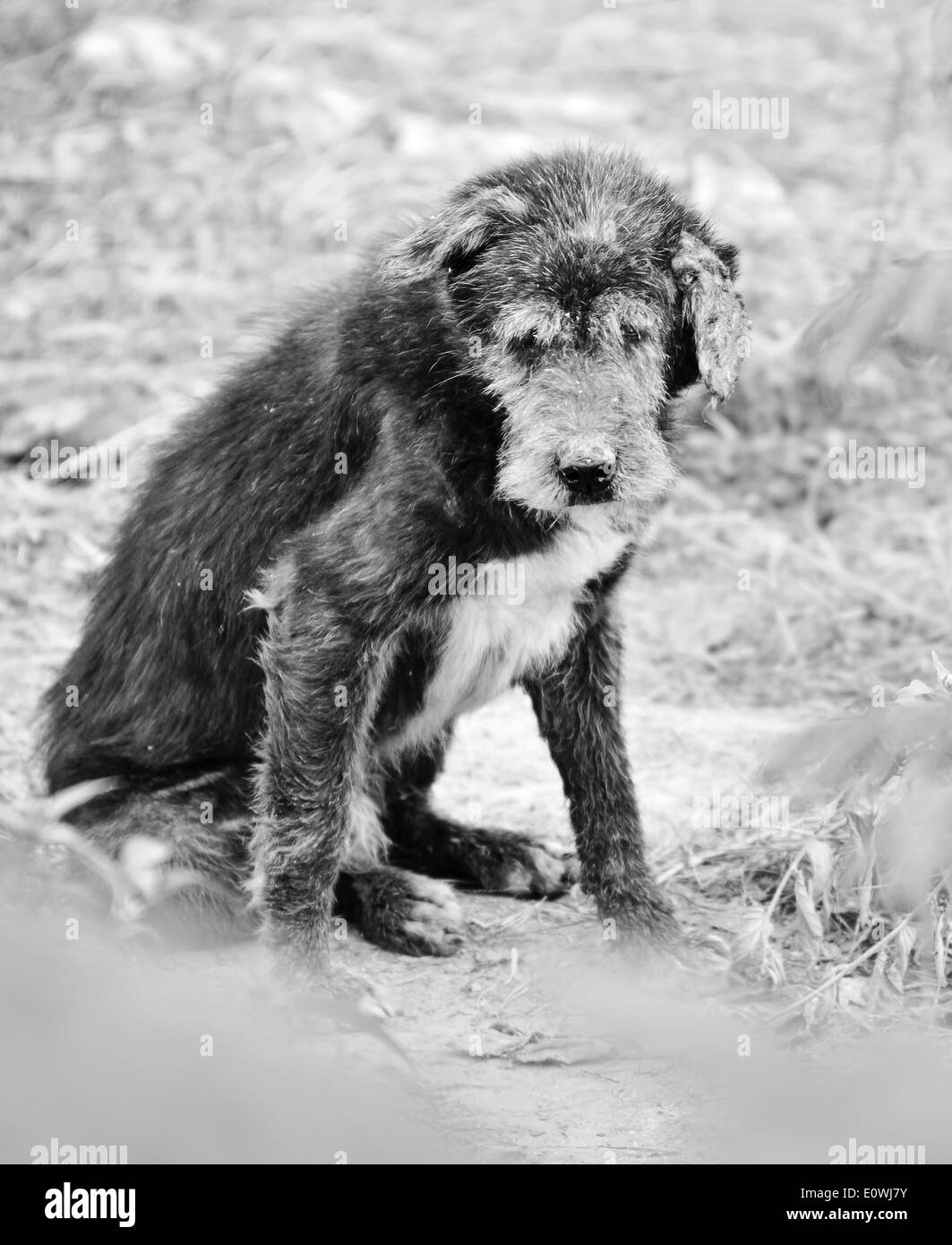 Stray doggy Black and White Stock Photos & Images - Alamy