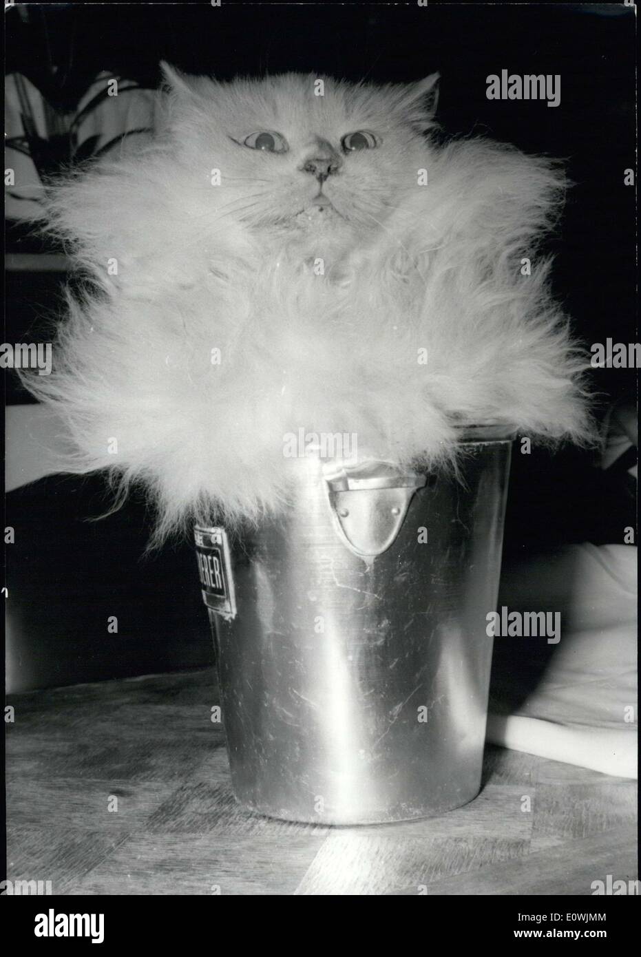 Mar. 10, 1963 - The cat is being presented to the press to promote the International Feline Exposition that will be held in Paris in the Wagram Room on March 15,16, and 17. Stock Photo