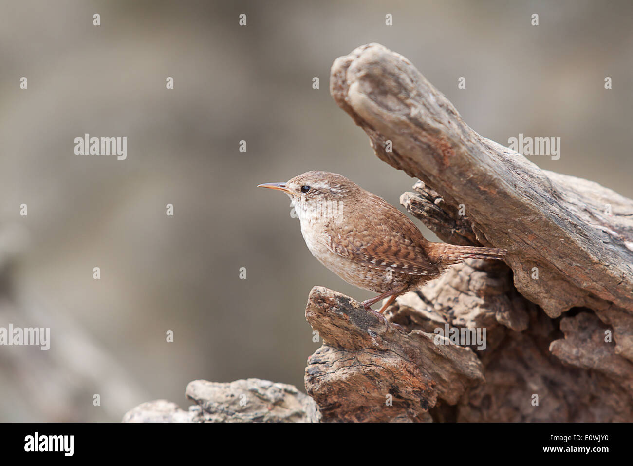 Jenny wren hires stock photography and images Alamy