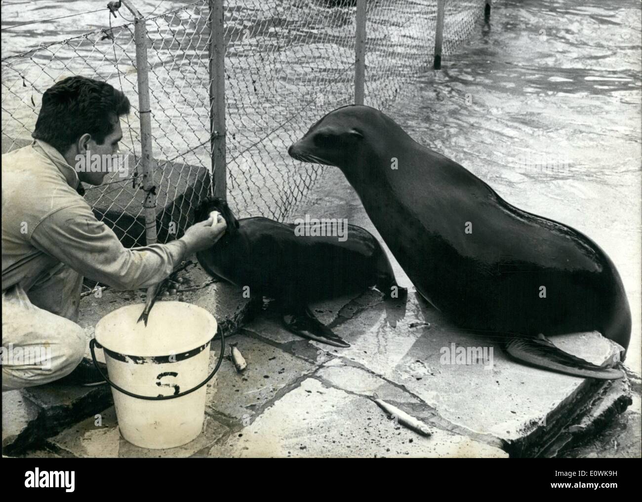 Apr. 04, 1963 - Its first herring eat up with ease ''Bienchen'', the sea-lion-baby of the Stuttgart Wilhelma. This has been a day of rejoicing for the direction of the zoological garden, because it is very seldom, that in the imprisonment a sea-lion-baby is born and i living longer than on year. Sea-lion-mothers are suckling their babies over 12 months.After 11 months ''Bienchen'' get as additional feeding its first herring. For the guardian, the sea-lion-baby and also the sea-lion-mother Evi this has been an important day. Stock Photo