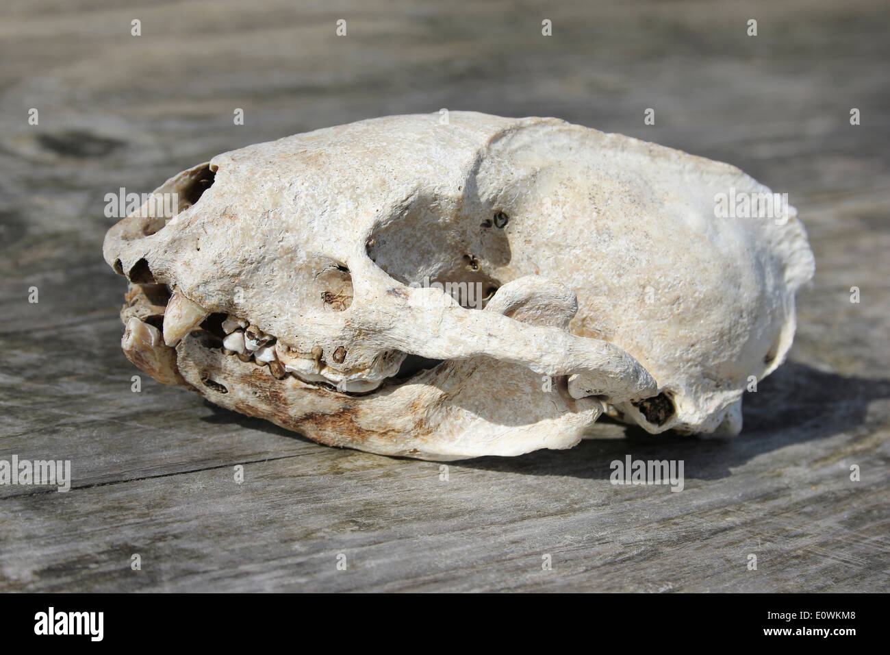 European Badger Skull Meles meles Side View Stock Photo