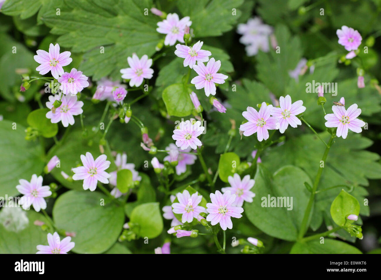 Pink Purslane Claytonia sibirica Stock Photo Alamy