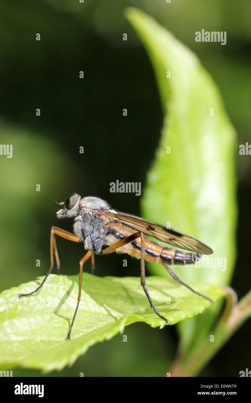 Snipe Fly Rhagio scolopacea often commonly called the 'Down-looker Fly' Stock Photo
