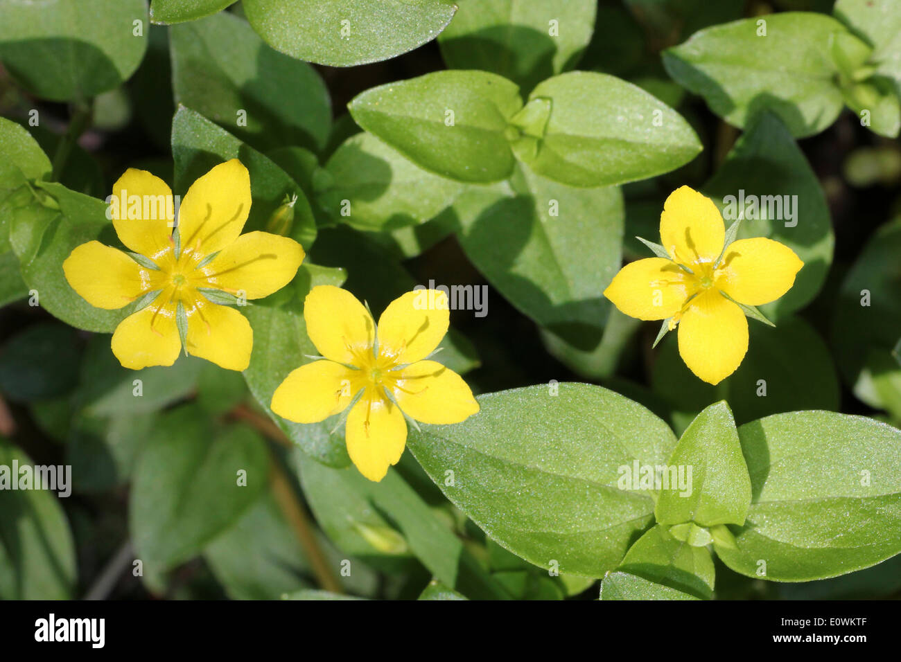 Yellow Pimpernel Lysimachia nemorum Stock Photo