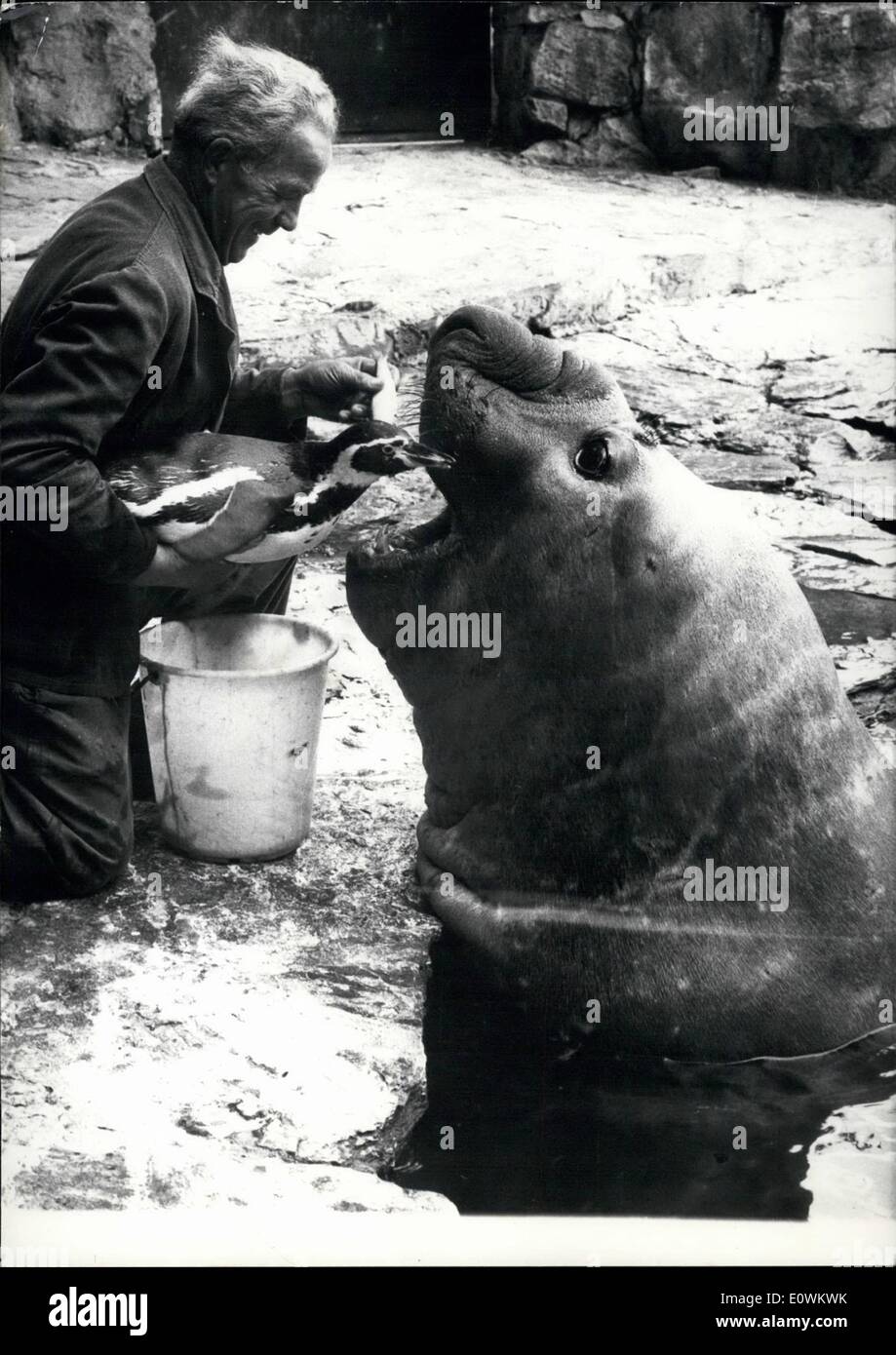 May 05, 1963 - Food envious is Charly, the penguin of the Frankfurt zoo, of his big playmate Felix, the Sea-elephant. When warden Franz ECK starts feeding them with herring, he has to keep Charly in his hands, because the tiny animal picks the fish out of Felix moth, Stock Photo