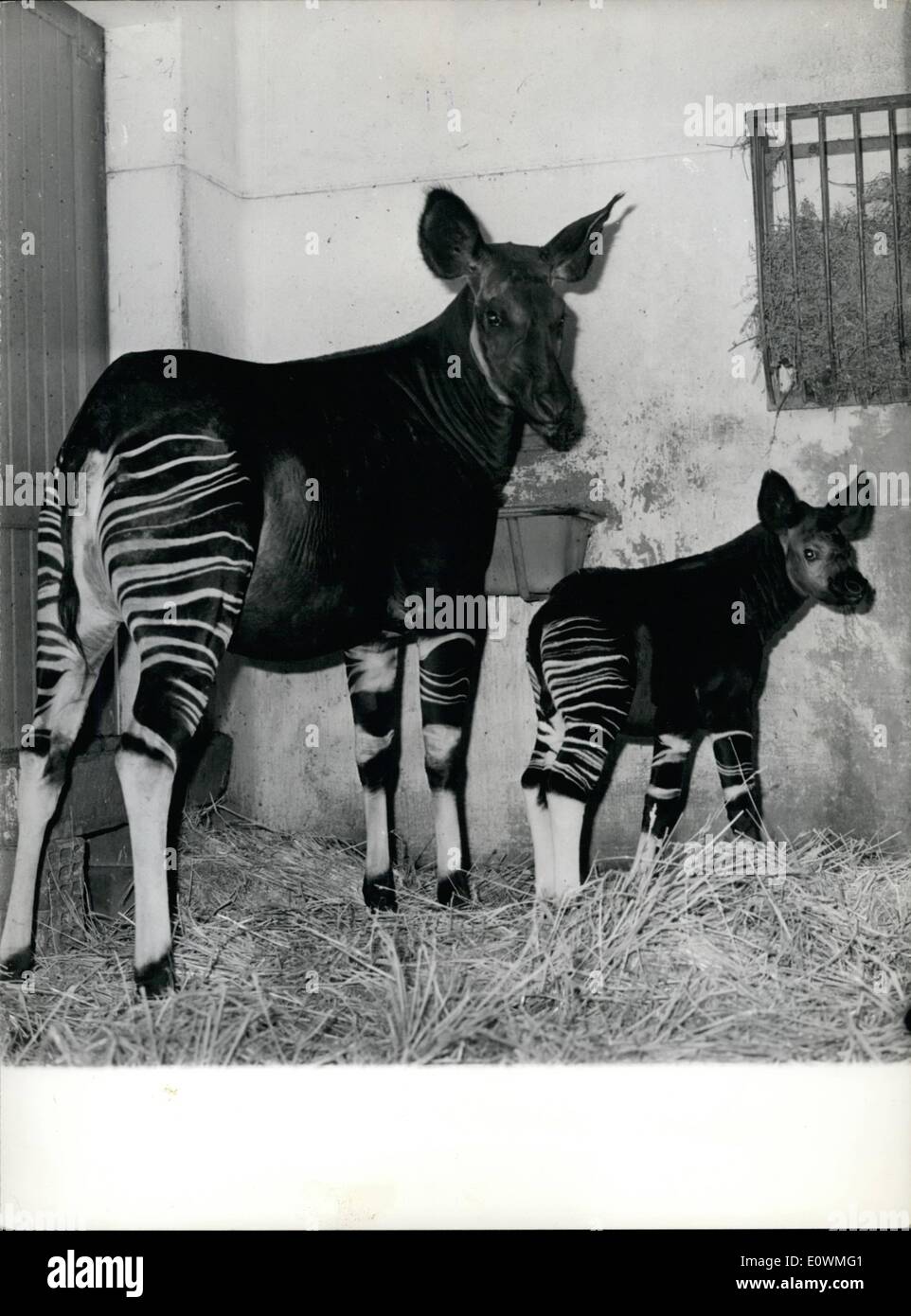 Aug. 08, 1963 - A Baby Okapi In The Zoo... New-born baby Okapi in the zoo in Paris and its mother from Congo. Stock Photo