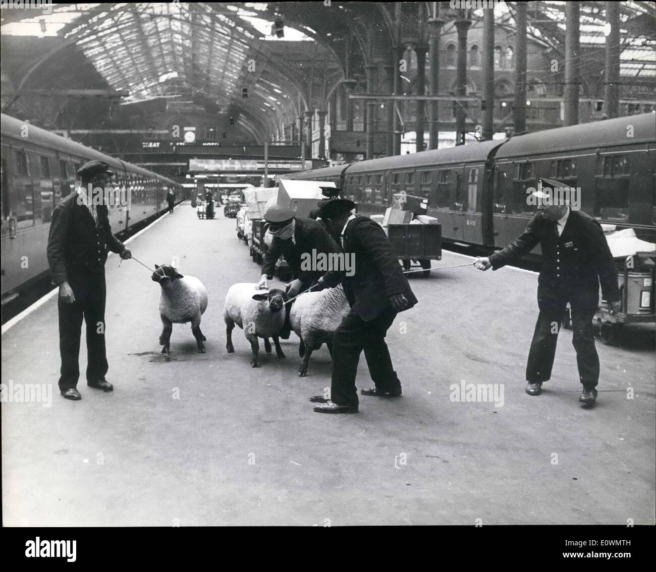 Aug. 08, 1963 - The Reluctant Rams.: When these three' woolly gentlemen' arrived at busy Liverpool Street Station in the heart of London, from their spacious country home, they took one look at the hustle and bustle, and listened to the noise of the city traffic for a few moments and decided to wait where they were and catch the next train home to the country. Unfortunately they only had one-way tickets, so the British Railways staff had to move in and despatch the reluctant rams to the waiting lorry Stock Photo