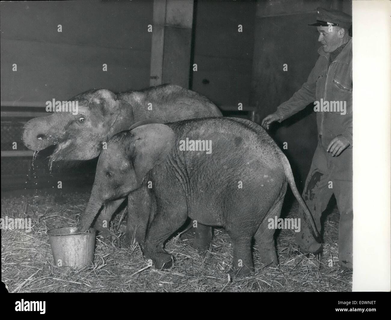 Dec. 12, 1963 - Two In Company.... Even At Lunch Times: At the Vincennes Zoo, near Paris, two young elephants are the best friends in the World and they have grown a habit of Sharing their food which is served in a bucket. The smaller, age 1, is called Jumbo and comes from Africa. The other one, Calcutta, is a magnificent fem,ale elephant and halls from Asia. Photo Shows The two young elephants sharing their meal. Stock Photo