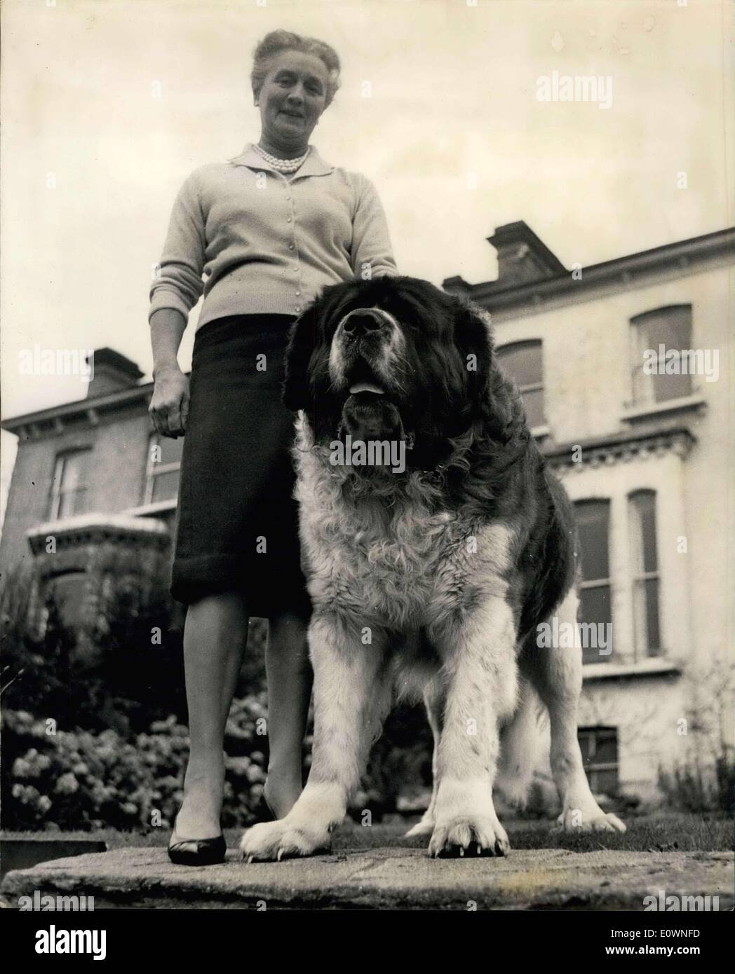 King bernard dog sales