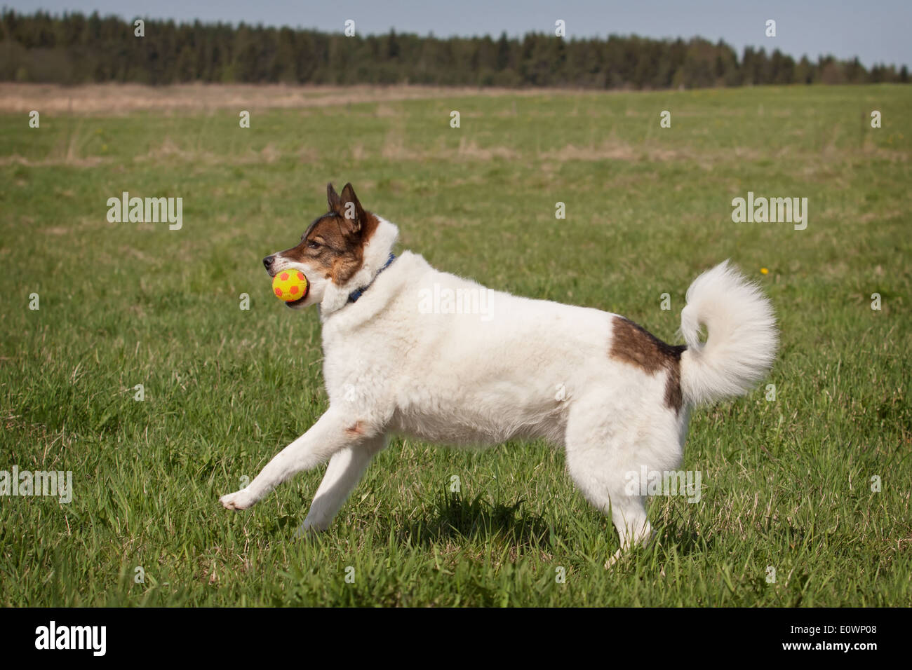 Cute Siberian husky (laika) playing with ball outdoors Stock Photo