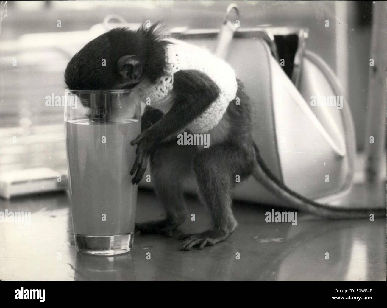 Oct. 27, 1963 - I am ''Pfitz'' a little monkey and I am a ''Berliner''. Every day I go with my mistress to a coffee-house on the Berlin Kurfurstendamm to have a drink. Ans hat are you meaning to my new pullover? Stock Photo