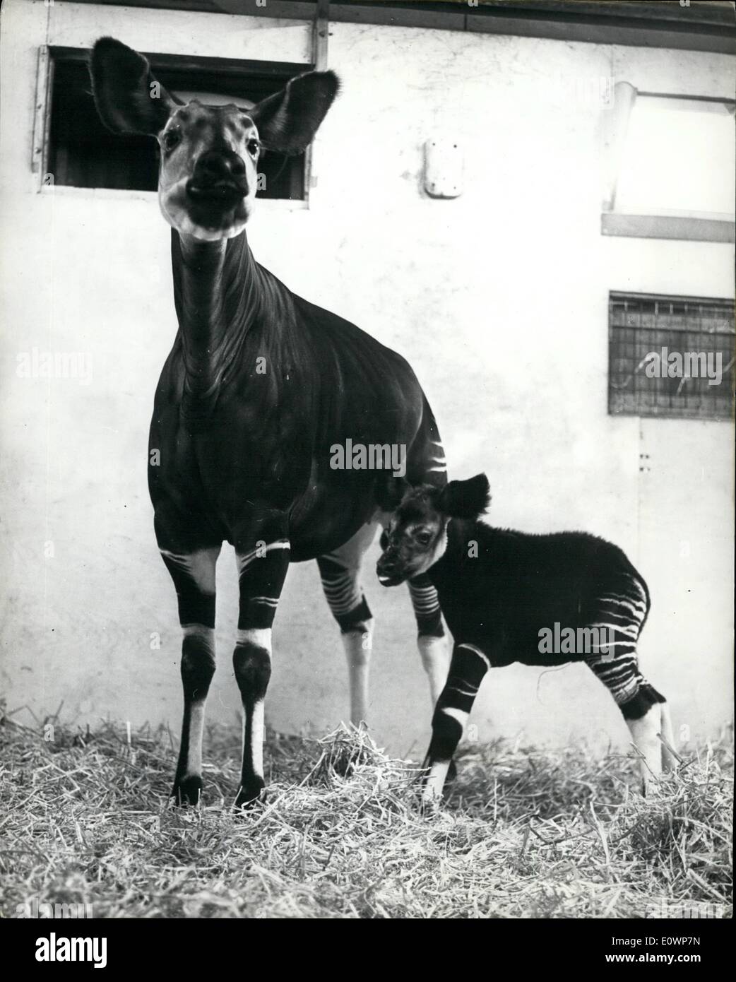 Nov. 11, 1963 - Baby Zamba Makes History. The little chap with the pink ''socks'' who looks a little unsteady on his feet, has a special claim to fame, for he is an okapi, ad what is more he is the first okapi ever to be born in Britain. The okapi is an extremely nervous creature, and attempts have been made to breed them ever since 1900 when the first one was captured, but none of them have ever overcome their nervousness sufficiently to start a family Stock Photo
