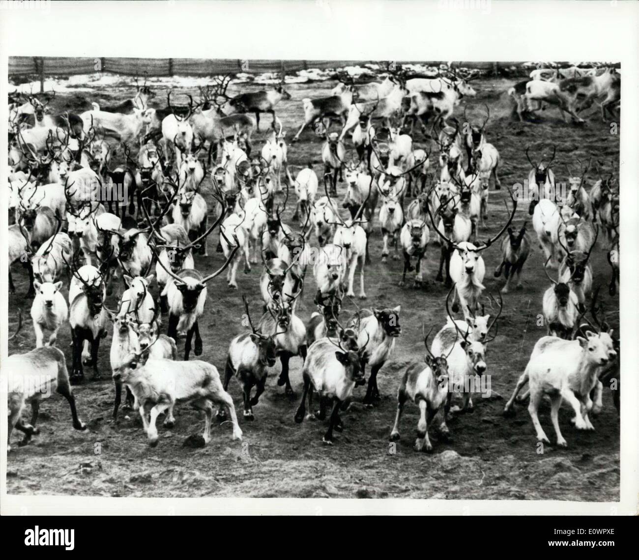 Jan. 16, 1964 - Reindeer Slaughtering In Greenland: For the past twelve years, a new ''industry'' has been pioneered in Greenland, based on the import of Norwegian reindeer, which are being successfully bred so that the herds now number several thousand animals which are being used for their meat. The young herdsmen all come from Lapland, and have to serve an apprenticeship of about four years, following the herds on foot in the summer, and by ski in the winter, stopping overnight in little huts Stock Photo