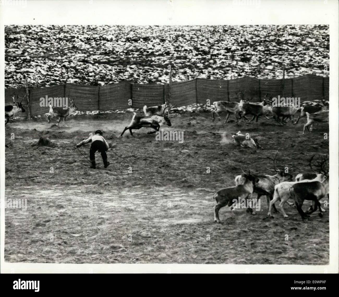 Jan. 16, 1964 - Reindeer Slaughtering In Greenland: For the past twelve years, a new ''industry'' has been pioneered in Greenland, based on the import of Norwegian reindeer, which are being successfully bred so that the herds now number several thousand animals which are being used for their meat. The young herdsmen all come from Lapland, and have to serve an apprenticeship of about four years, following the herds on foot in the summer, and by ski in the winter, stopping overnight in little huts Stock Photo