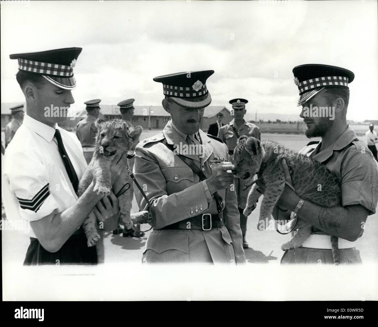 Nov. 11, 1963 - Scots Guards Adopt Lion Clubs: Two Lions Cubs, Two lion cubs, Unita and Fortior, who were orphaned when their mother was killed by poachers, have been adopted as mascots by the 2nd Battalion Scots Guards, who are serving at Templer Barracks in Nairobi. Picture Shows: The Commanding Officer Lt. Col. G.P.M. Ramsay (Centre) plays with one of the cubs. On left, in white shirt, Lance Sergeant W. Fleming, and on the right, with beard, Pioneer Sergeant Ronald Ryves. Stock Photo