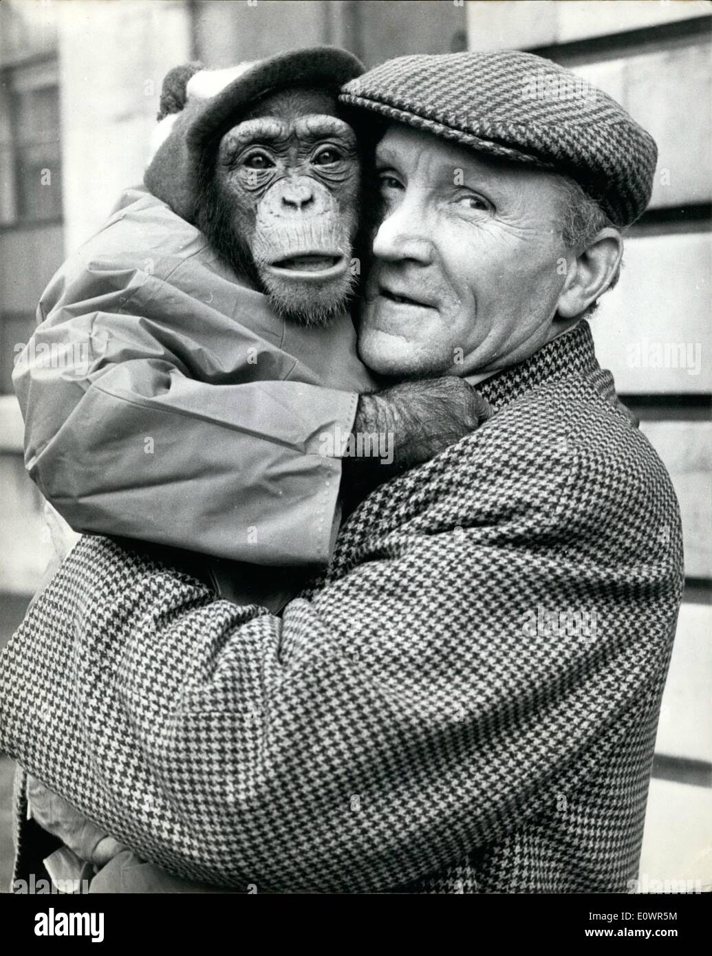 Nov. 11, 1963 - THE CHIMP THAT ROCKED THE COURT. The North London Magistrates court was quiet, the jailer announced the next case - Number Five Henry Corke - and in walked a man carrying a chimpanzee dressed in green trousers, black and white check jacket red plastic raincoat and a red white and blue knitted cap. The magistrate looked over his glasses and said ''which ones is Mr. Corke'', at which the biggest round of laughter heard in the court formany years Stock Photo