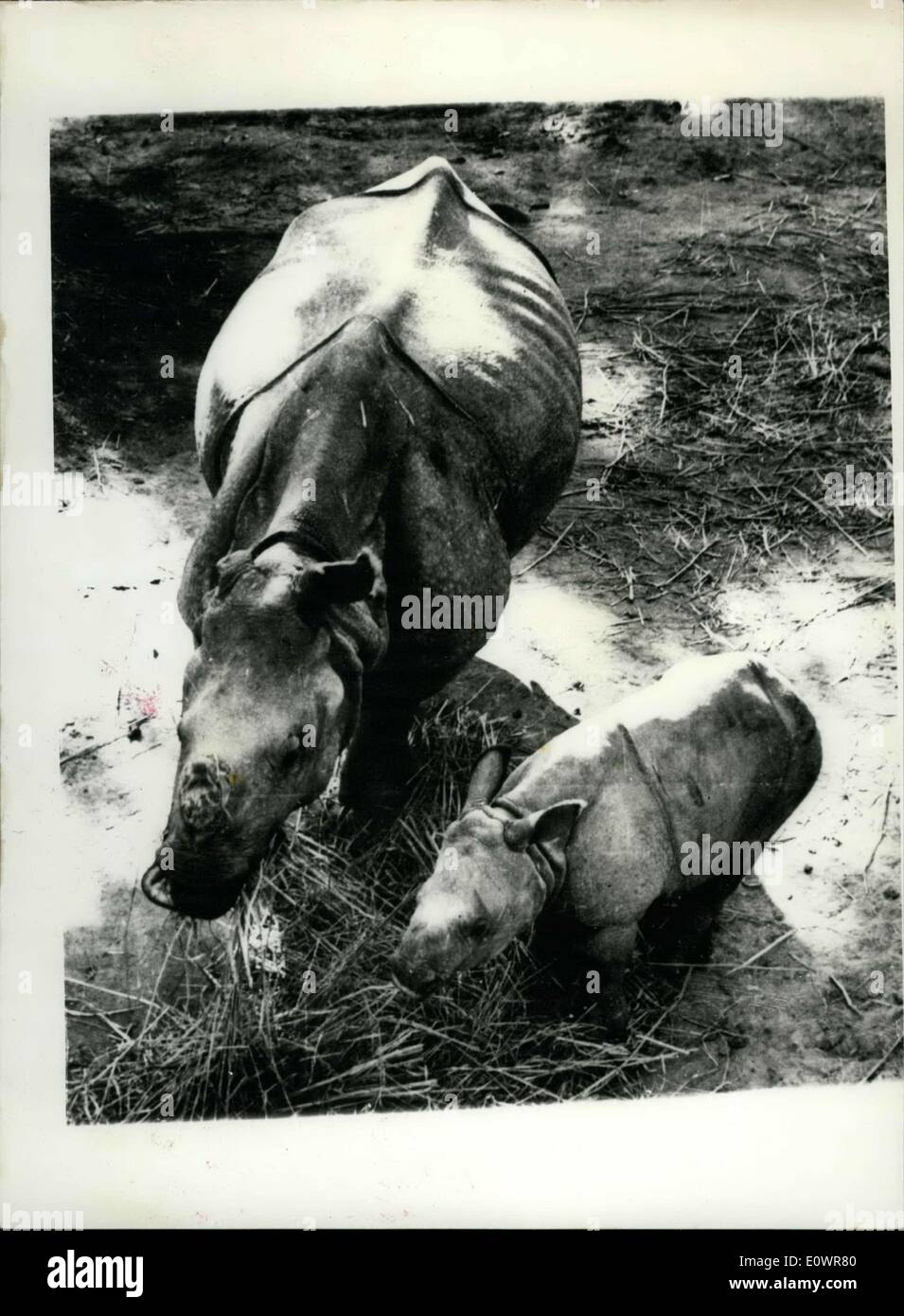 Nov. 22, 1963 - Animal Gift By Indian Government To The United States Mother And Baby Rhinos: The female rhino and baby which are to be flown shortly from Calcutta to Washington to join Tarun the Indian rhino in the National Zoological park there. The baby was born in Gauhati Zoo in Assam, after its mother had been captured in the Kaziranga game sanctuary. They are a gift from the Indian Government to the United States. Stock Photo