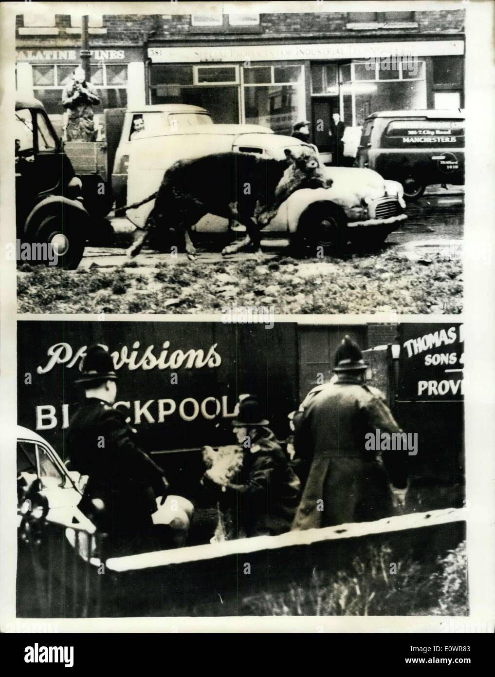 Nov. 22, 1963 - Three Mile Chase, When Maddened Heifer Ran Amok. ?Street Rodeo?, Lasts for an Hour. Eight policemen a crowd of drovers and many passerby joined in the chase through the streets of Manchester yesterday, when a maddened heifer ran amok. A woman was knocked down by the frightened animal and badly injured, and a number of cars and vans were damaged in the chase which lasted for an hour. The animal was eventually caught by Police Constable John Oliver. It has escaped from the Manchester abattoir Stock Photo