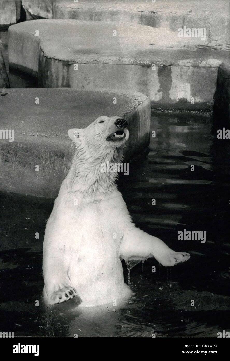 May 12, 1964 - Is the water cool enough? Paris had one of his warmest day today. The scene at the zoo was one of effervescence as the polar animals melt the first heat of the season. Photo Shows Deciding to flee from the heat, this polar bear has plunced into the sea and seems to think it is cool enough for him. Stock Photo