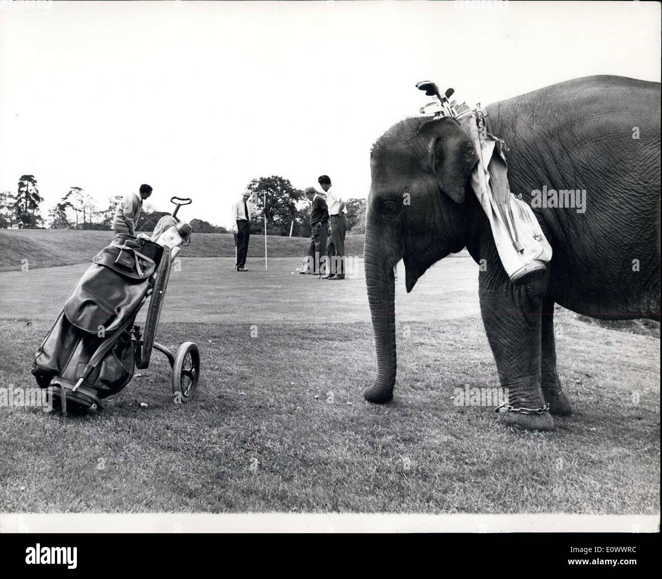 May 14, 1964 - The Caddy That Never Forgets. Owing to a shortage of ''caddies'' for a two-day golf tournament organised by the Car mart Company at the Wentworth Golf Club, the help of 4? year old Candy, an Indian elephant from Chessington Zoo to carry clubs for competitors was enlisted. Candy didn't take long to cotton on to the idea, and was soon cheerfully striding round the course with the golfers, thoroughly enjoying his day out. Photo Shows: Candy takes a breather while the golfers are putting on the green. Stock Photo