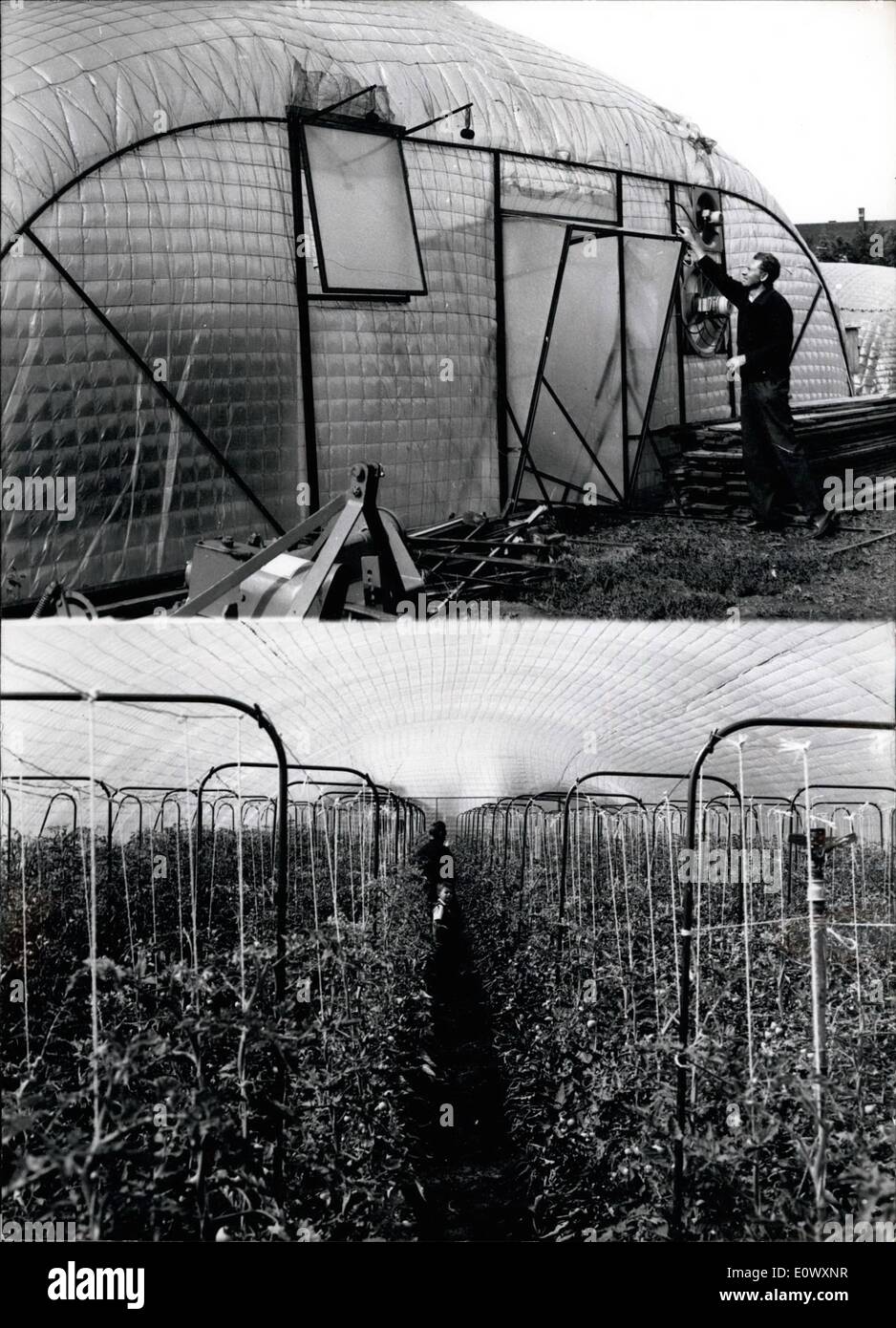 Jun. 06, 1964 - Blimp green houses: have been set up by Helmet Hausmann (Hekmut Hausmann), gardener in Stuttgart. He got the idea of using the air filled Plastic contaires for his gardens by the building companies which in Wintertime are working under such blimps. As the sunrays can go through the plastic the tomatoes in the blimp garden growup as under free air, Stock Photo