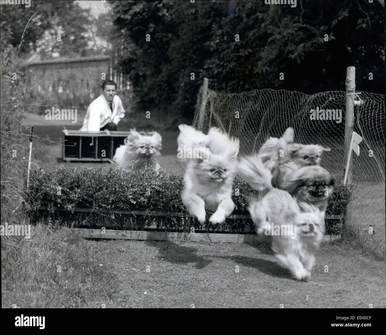 Jul. 07, 1964 - Racing Time for pekes - at Good wood.. It was Racing time for Pekes today - at Lording ton park, Chichester - the home of COL and Mrs. Geoffrey Phiprs Hornby.. They raced over a minister course complete with brushwood fences and a water jump - and the 'race' was watched by a number of Well known Personalities - guests at the House Party. Keystone Photo Shows:- The Pekes - named Lindy, Dinah; Blondie: Lucy: Jenny and Chloe - seen as they take one of the Jumps - at Chichester today. Stock Photo