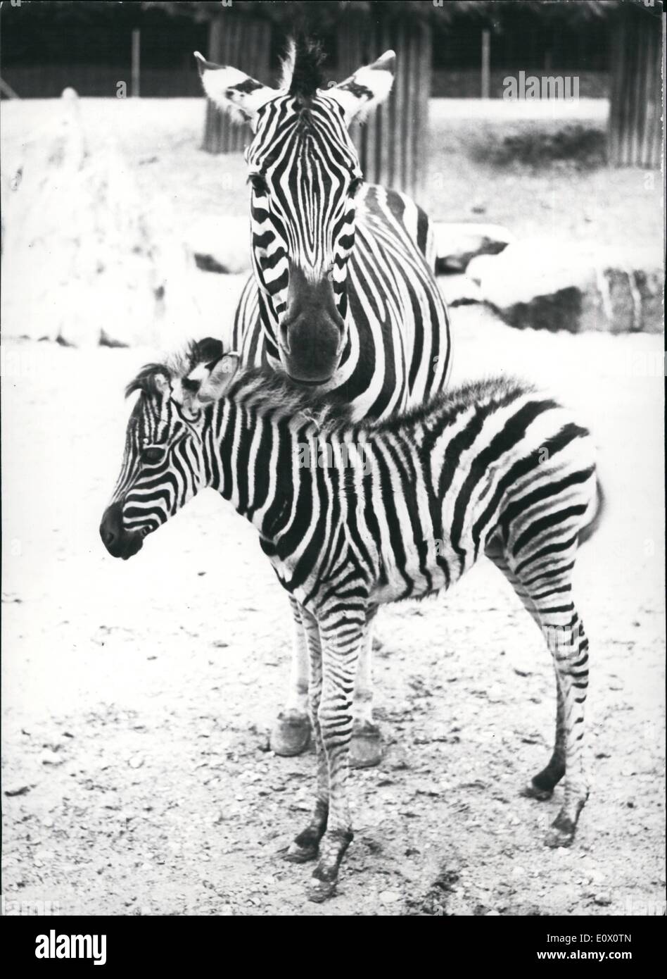 Oct. 10, 1964 - Mother Zebra &r 21 days old son at Zurich