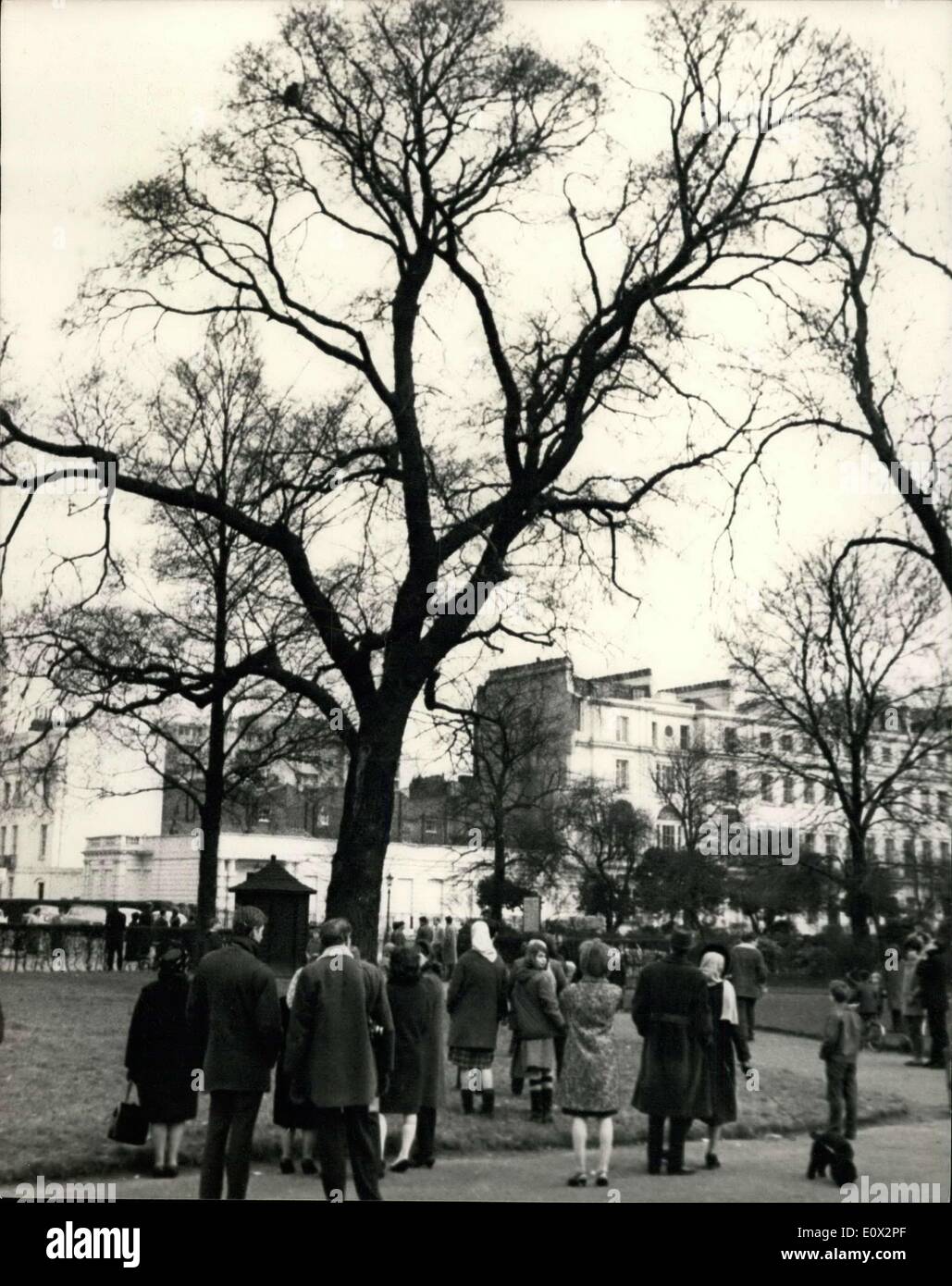 Feb 28 1965 Golden Eagle Escapes From The London Zoo An