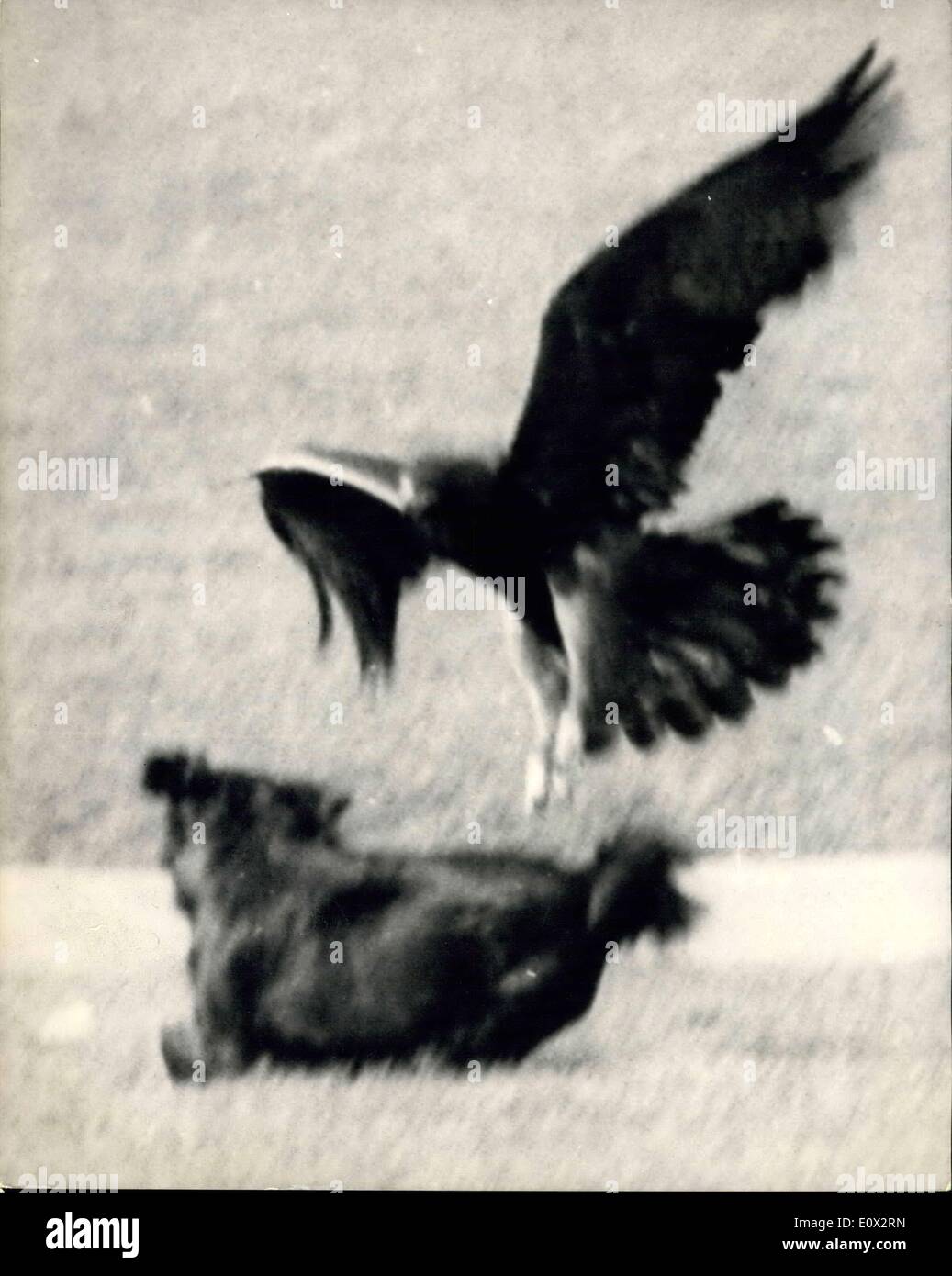Mar 03 1965 The Saga Of Goldie The Zoo Eagle