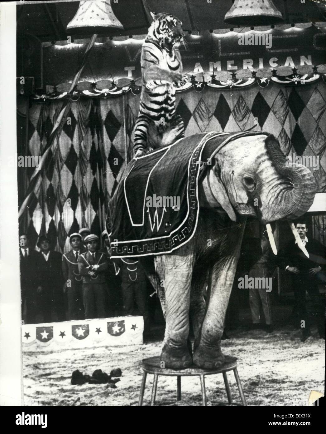 Jan. 01, 1965 - Tamer Gunter Williams touring Italy with an American circus gets a tiger to work with an elephant: For the first time ever in any circus a Tamer called Gunter Williams, has manage to get a tiger called Bengala, to work in an act with a elephant, the act comes from America and is being shown in Rome at the moment. Photo shows Bengala, the 3,year-old tiger working for the first time with Thaila the 10 year old Indian elephant. Stock Photo