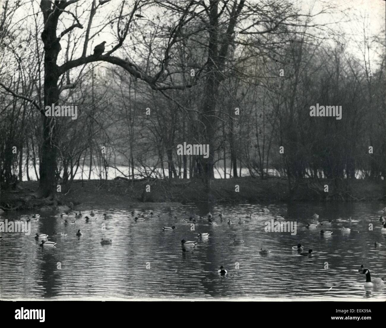Mar. 03, 1965 - ''Goldie'' the fly-away eagle strikes again swoops on another duck in regent's park: ''Goldie'' the Golden Eagle which escaped from the London Zoo on Feb. 28th - and so far has managed to elude his captors, struck again in Regent's Park today. He dropped like a stone from his tree-top perch above the park's duckpond and landed on the back of w white Shnow goose. It dragged the bird up on the back of the Santuary - and at the vital momenta shout went up from the crowd. Goldie released his prey and flew back to his tree-top perch Stock Photo