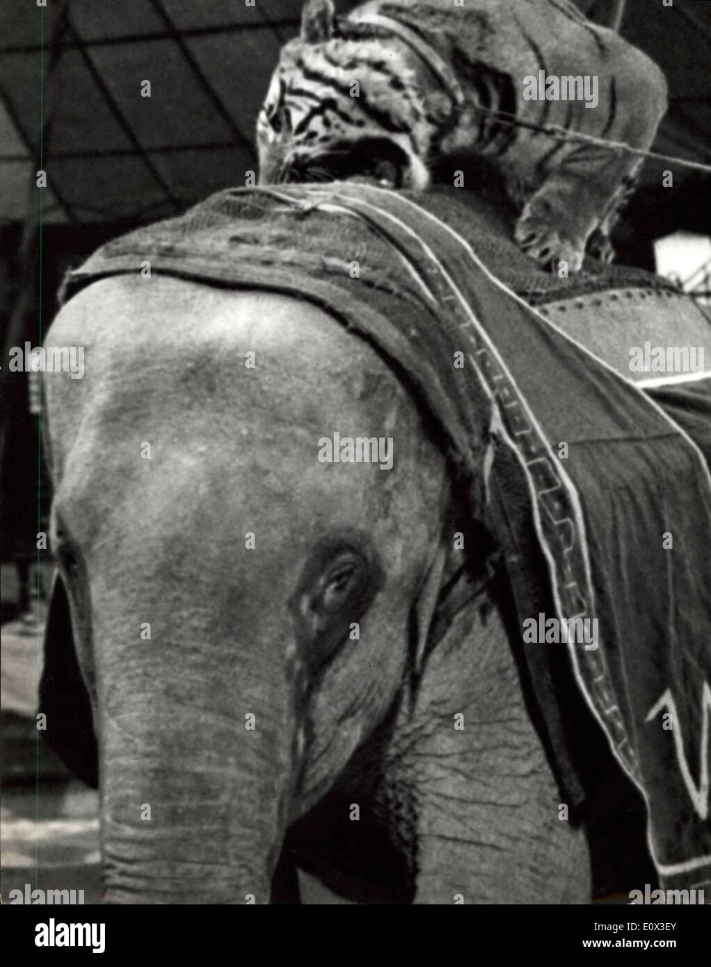 Jan. 07, 1965 - At the American circus was presented an Exceptional attraction: The tamer Gunter Williams is has been successful for the first time to do work all together a royal tiger of Bengala, an African elephant and an Indian elephant. The tiger named ''Bengala''  years old the African elephant ''Kongo'', 10, ,The attraction on the American Circus. Stock Photo