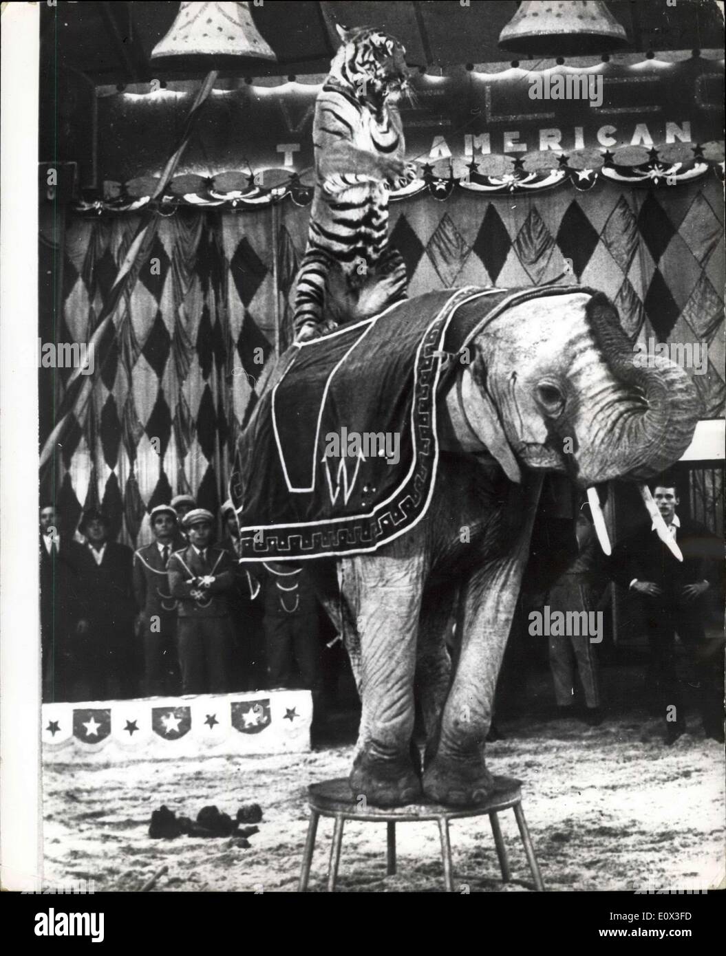Jan. 09, 1965 - Tamer Gunter Williams touring Italy with an American circus gets a tiger to work with an Elephant: For the first time ever an any Circus a Tamer called Gunter Williams, has managed to get a Tiger called Bengala, to work in an act with a Elephant, the act comes from America and is being shown in Rome at the moment. Photo shows Bengala, the 3, year old Tiger working for the first time with Thalia the 10, year old Indian Elephant. Stock Photo