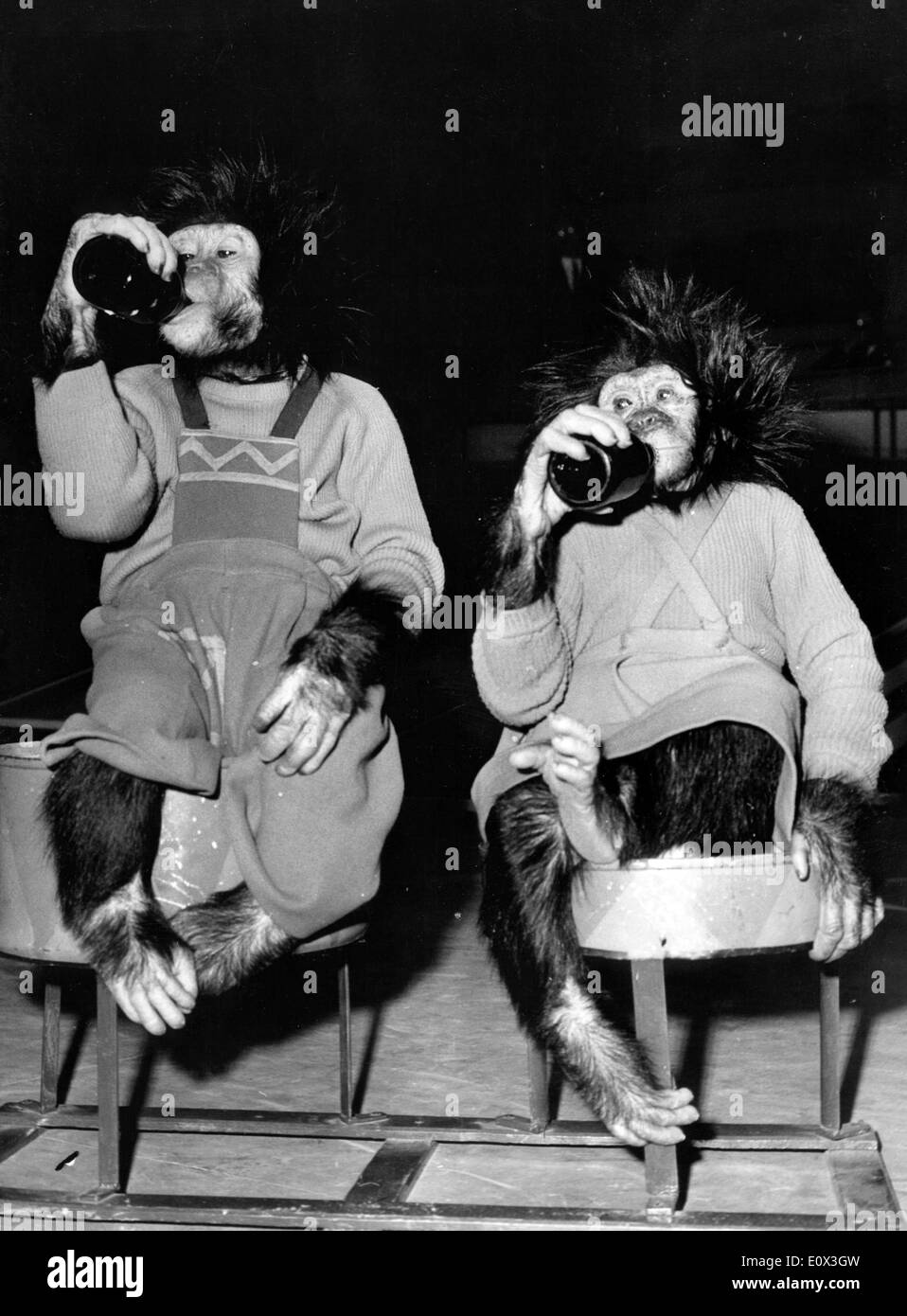 Chimpanzees Polo and Coco of Circus Knie Stock Photo