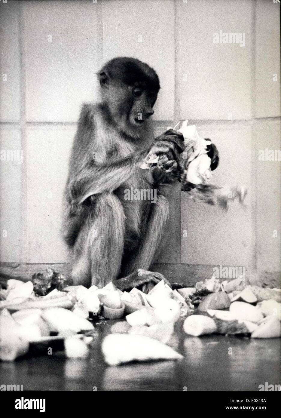 Rare Flat Faced Monkey Spotted A Zoological Sensation - 5eujg6k
