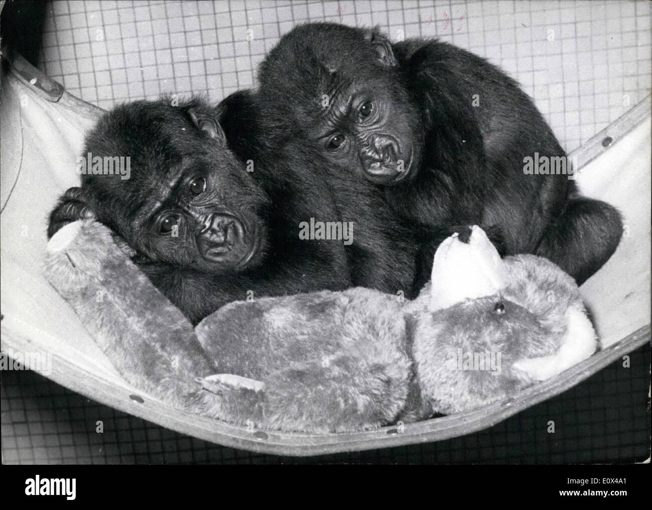 Feb. 02, 1965 - In the biggest monkey house of Europe: ...you can find these two small Gorillas. They are called Diete and Toto Stock Photo