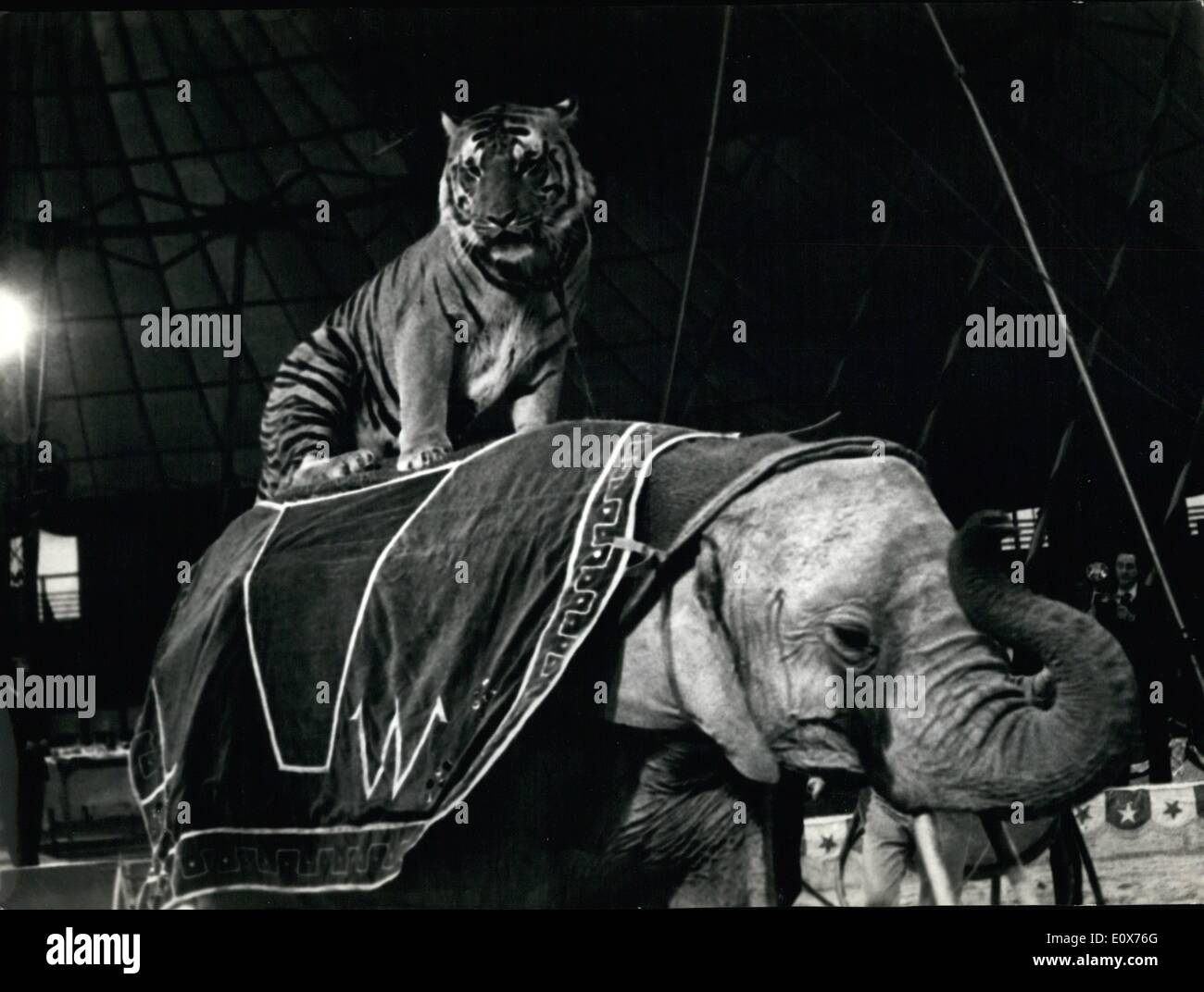 Jul. 07, 1965 - Roma 7.1.65. At the American Circus was presented an exceptional attraction!!!!! The tamer Gunter Williams has been successful for the first time to do work all together a royal tiger of Bengala, an African elephant and an Indian elephant. The tiger named Bengala 3 years old, the African elephant Kongo , 10 and the Indian elephant Thaila , 10. OPS: The attraction on the American Circus. Stock Photo