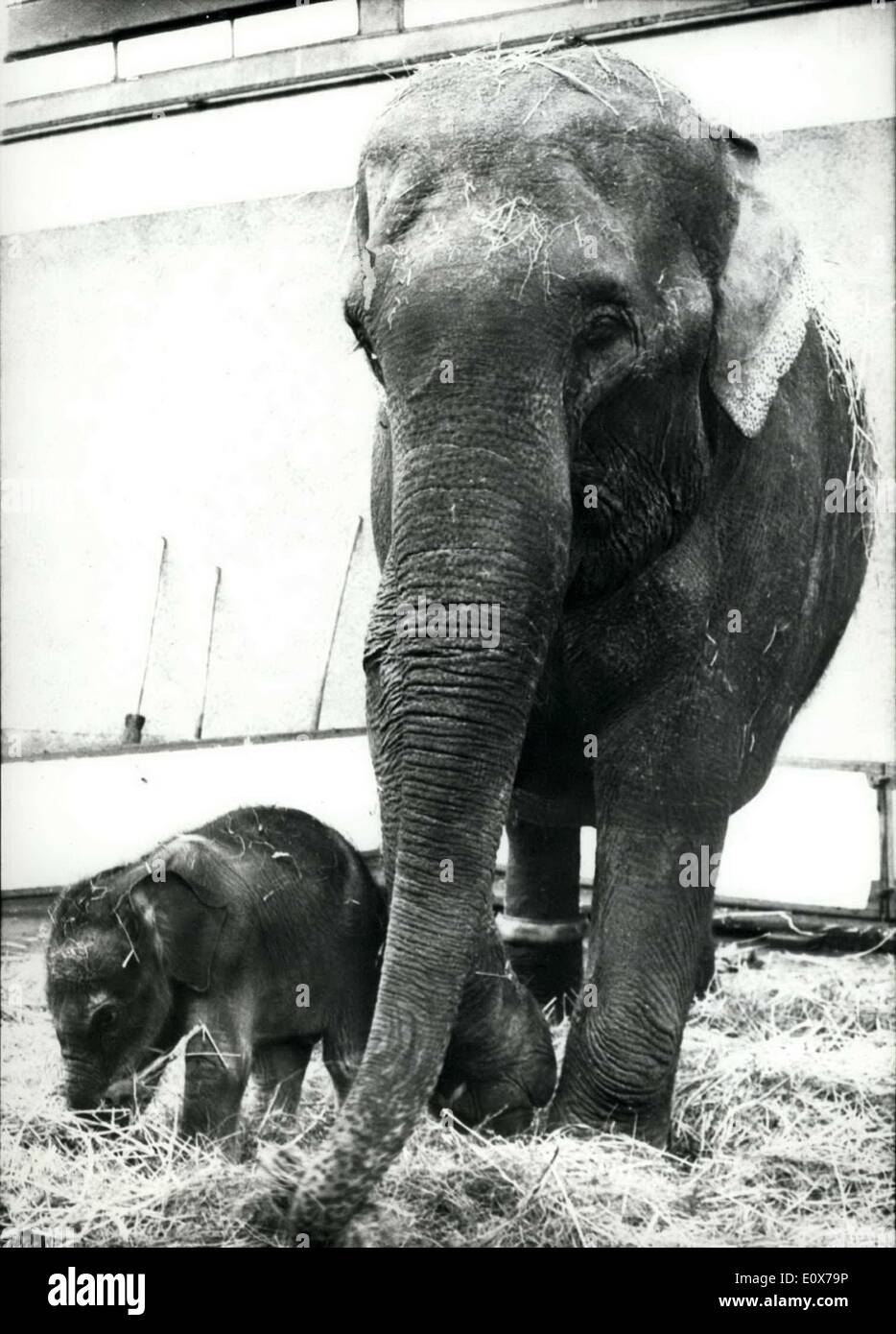 Aug. 10, 1965 - Elephant baby born in Rapperswil, Switzerland Stock Photo -  Alamy