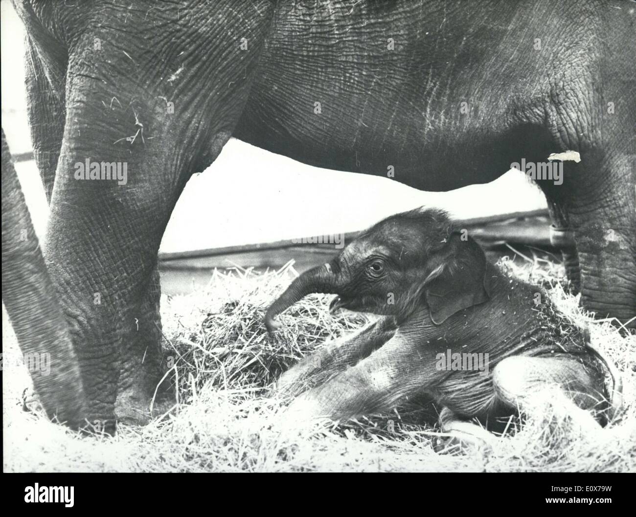 Baby elephant under hi-res stock photography and images - Alamy