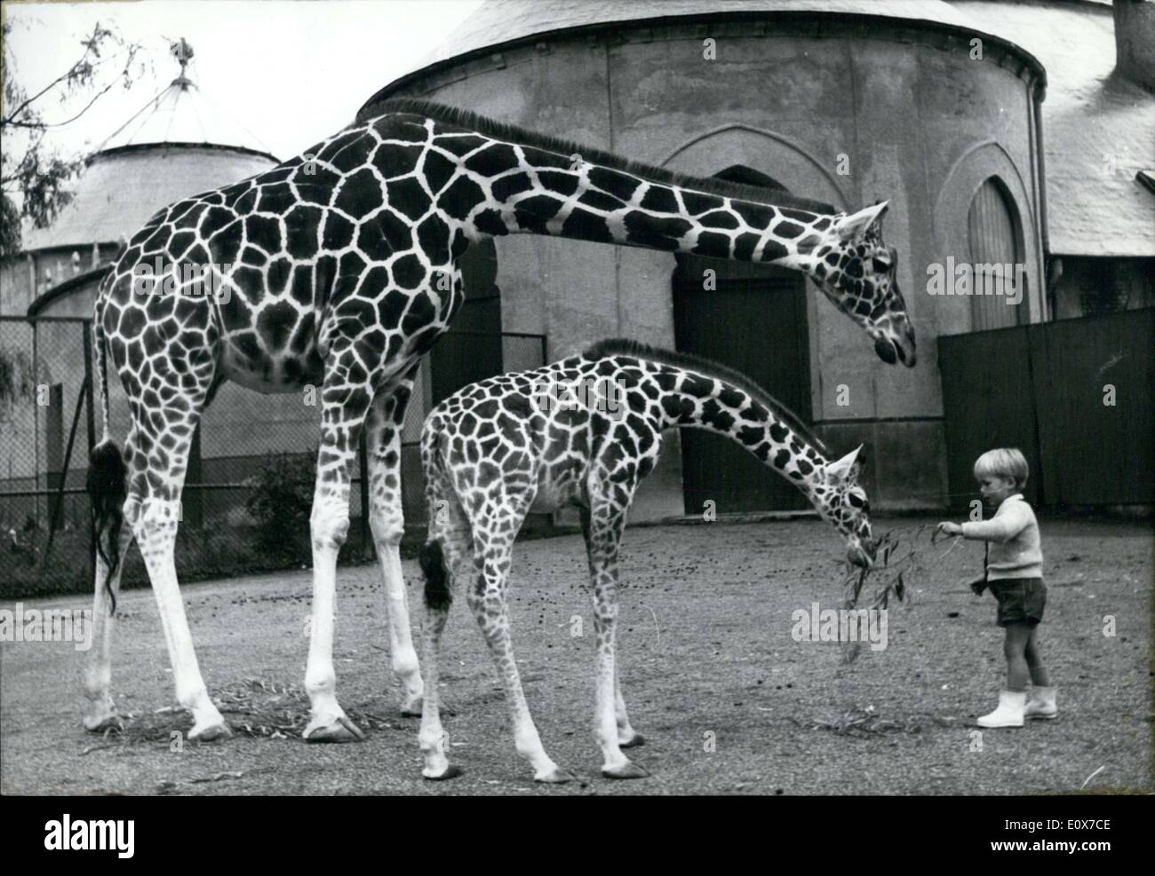 Sep. 01, 1965 - Not afraid of big animals is this little man! That is the 3 years old Ludwig, son of the zoo director Lutz Heck Stock Photo
