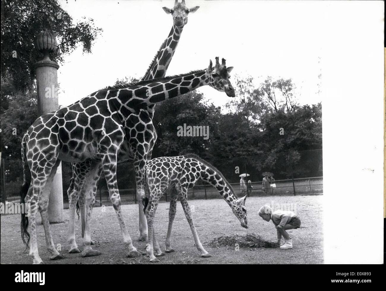 Sep. 09, 1965 - Not afraid of big animals... is this little man! That is the 3 years old Ludwig, son of the zoo-director Lutz Heck Jr. in Munich. Of course Ludwig feels at home in the menagerie of Hellabrunn and gets along ''very well'' with all animals. The present favorite of the child is Simmerl, a half year old giraffe-baby to whom he gaves sometimes very delicate willow - branchs - watching is Edith ''the big one'' - (our picture). Ludwig has the chance to become a zoo-director-this would be already the fourth generation Stock Photo